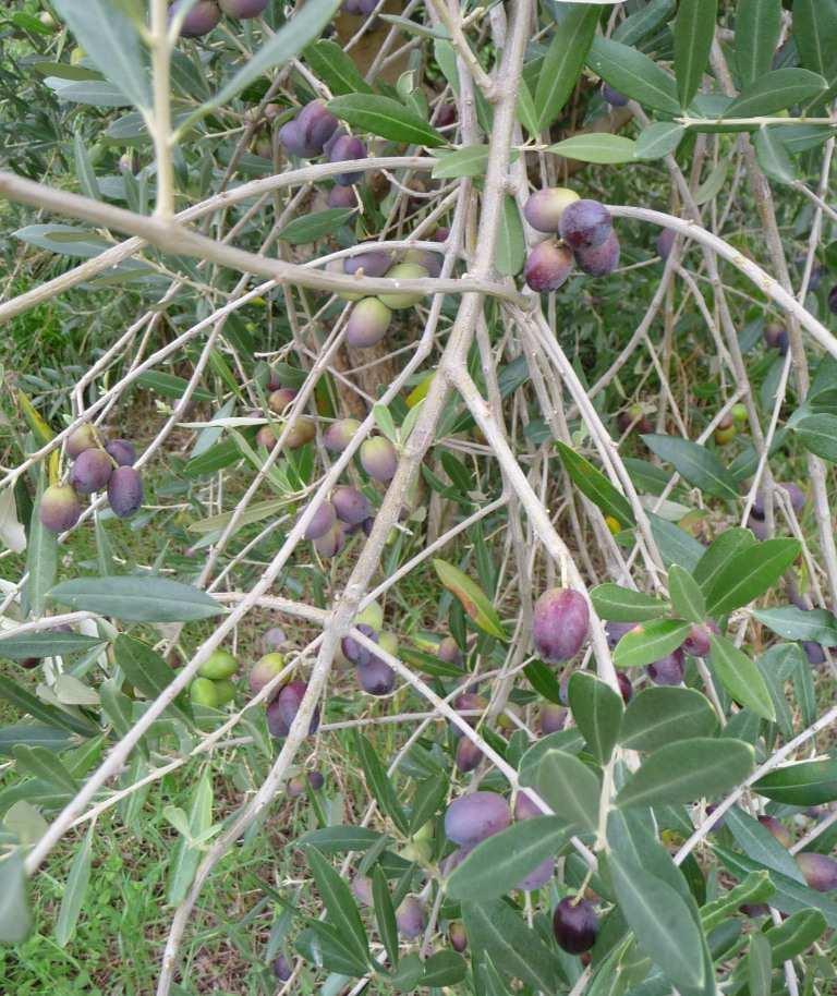 INSETTI Mosca delle olive (Bactrocera oleae) Il monitoraggio settimanale degli adulti ha confermato la riduzione delle popolazioni in tutti i comprensori, (vedi tabella n.