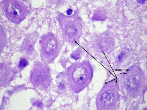 EFFETTI CITOPATICI Linee cellulari sensibili e permissive: Cellule renali di scimmia (Vero) Fibroblasti embrionali umani In vitro, il