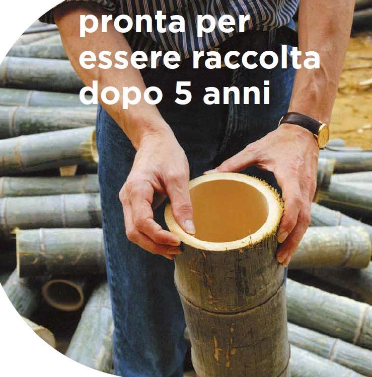 Considerando il completo ciclo di vita, tutti i pavimenti massicci in bambù proposti sono ufficialmente valutati come CO2 neutri o meglio.