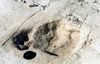 Fossilizzazione di