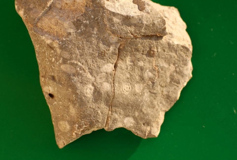 Calcari Cretacico Con Foraminiferi, Carso triestino