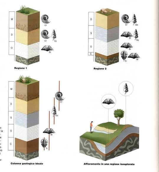 Distribuzione biostratigrafica..? Lo stesso concetto della slide precedente, Ma.