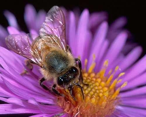 Dal fiore al miele L ape bottinatrice