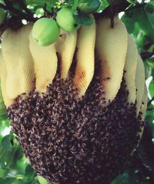La casa delle api Le api costruiscono la loro casa, l'alveare, utilizzando la cera che loro stesse producono.