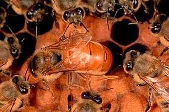 Il ciclo vitale delle api Tutte le api nascono da piccole uova deposte