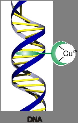Samenvatting classica del DNA. In presenza di Cu2+ da solo (in assenza del ligando), entrambi gli enantiomeri del prodotto possono esser ottenuti in dipendenza della sequenza di DNA. Figura 3.