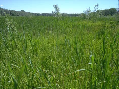 BIOTICHE DI MAGGIOR IMPORTANZA CONSERVAZIONISTICA O MAGGIORMENTE CARATTERIZZANTI IL SITO,