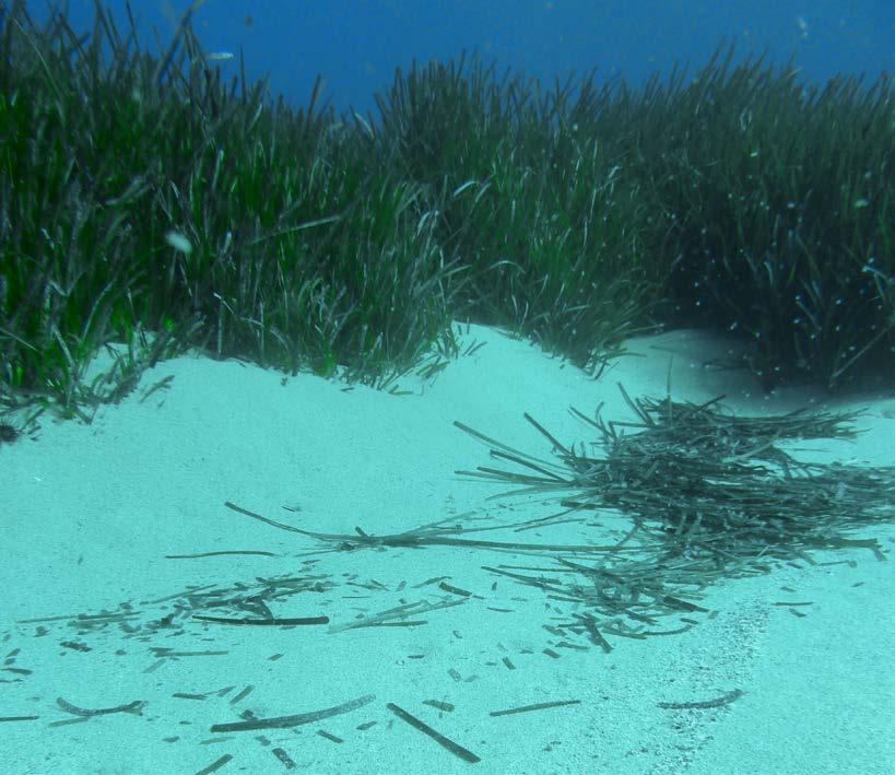 Posidonia oceanica Un fattore importante per la stabilità del spiaggia emersa e della spiaggia sottomarina è la presenza della Posidonia oceanica (L.