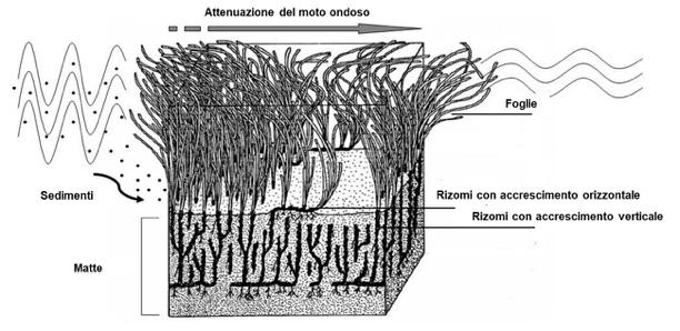 Posidonia oceanica La prateria di Posidonia oceanica, ha un ruolo fondamentale nella stabilizzazione dei fondali marini e nei processi antierosivi.