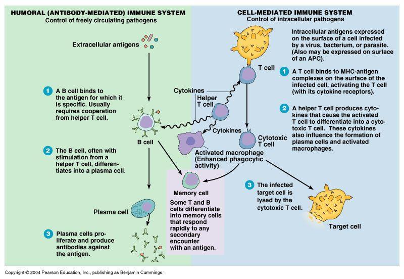 Immunopatogenesi Immunità umorale Mielina non compatta e la giunzione assogliale. Queste regioni sono essenziali per una conduzione saltatoria efficiente.