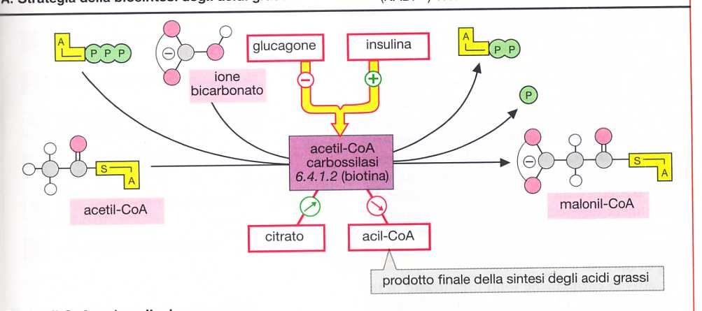 Il malonilcoa è prodotto a partire da acetilcoa e bicarbonato nella reazione catalizzata dall Acetil-CoA carbossilasi, reazione in cui è necessario ATP x l attivazione del bicarbonato e reazione che