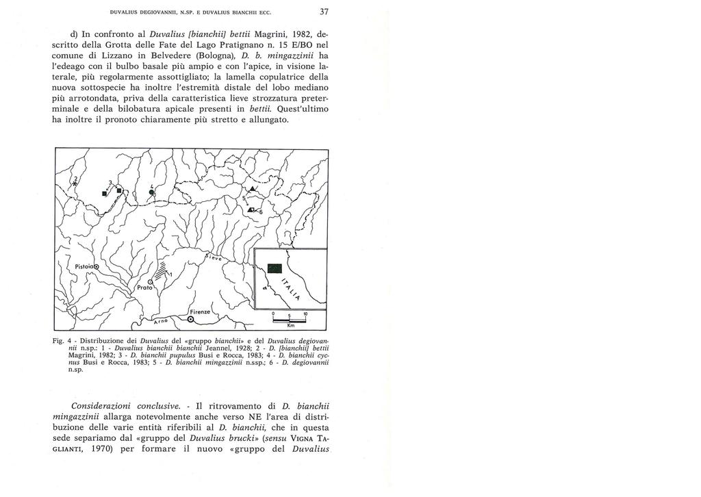 DUVALIUS DEGIOVANNII, N.SP. E DUVALIUS BIANCHII ECC. 37 d) In confronto al Duvalius {bianchii} bettii Magrini, 1982, descritto della Grotta delle Fa.te del Lago Pratignano n.
