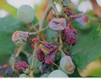Peronospora della vite Plasmopara viticola Muffa grigia Oidio della vite in fase di implementazione Dati di