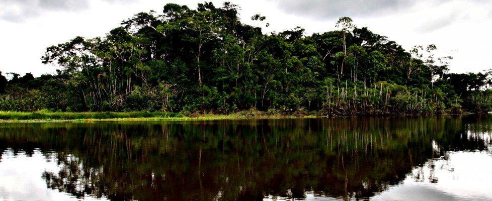 Amazzonia, a rischio più della metà delle specie di alberi Secondo uno studio olandese, se si continuasse con l'attuale ritmo di deforestazione, nel 2050 circa 8.