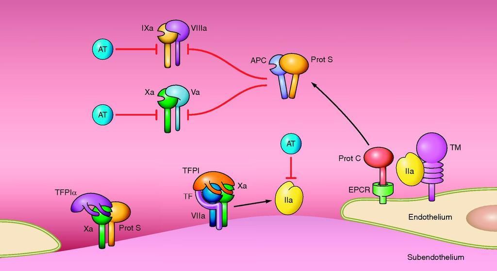 1.5.2 Inibitori delle proteasi della coagulazione Altri inibitori del processo coagulativo sono il TFPI, che limita la fase iniziale della coagulazione, e l antitrombina [Figura 4].