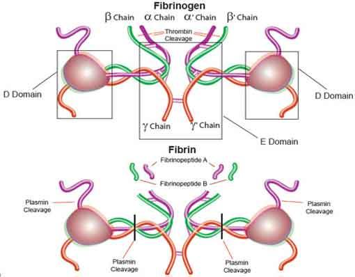 2. Fibrinogeno Il fibrinogeno e la fibrina sono proteine plasmatiche con molteplici funzioni nel processo di coagulazione del sangue.