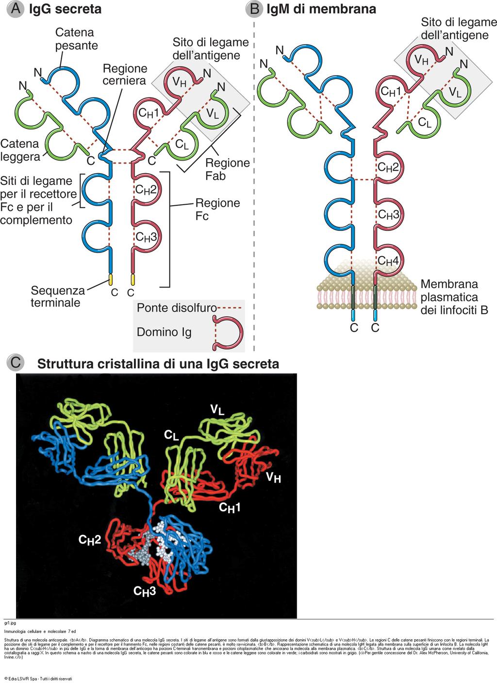 lega l antigene e che è costituito dai due Fab legati insieme. La restante parte dell immunoglobulina genera frammenti peptidici [Figura 8]. Figura 8.