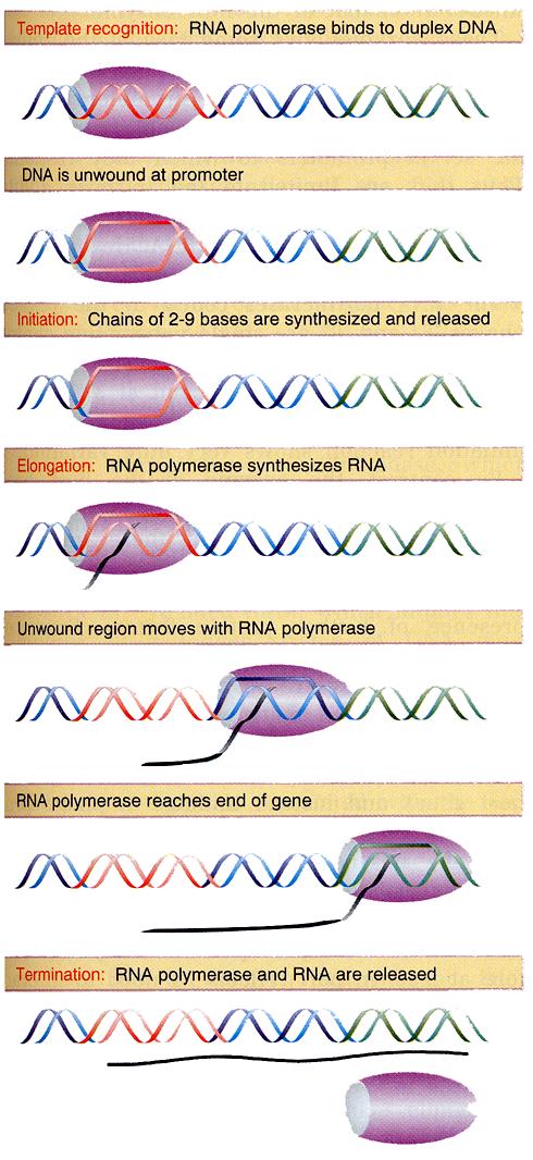 LE 4 TAPPE DELLA TRASCRIZIONE: Riconoscimento del templato: L RNA polimerasi si lega al DNA a doppio filamento Inizio: Catene di 2-9