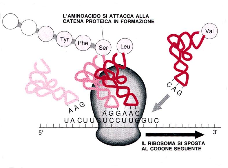 Traduzione dell mrna in proteina da parte di un ribosoma.