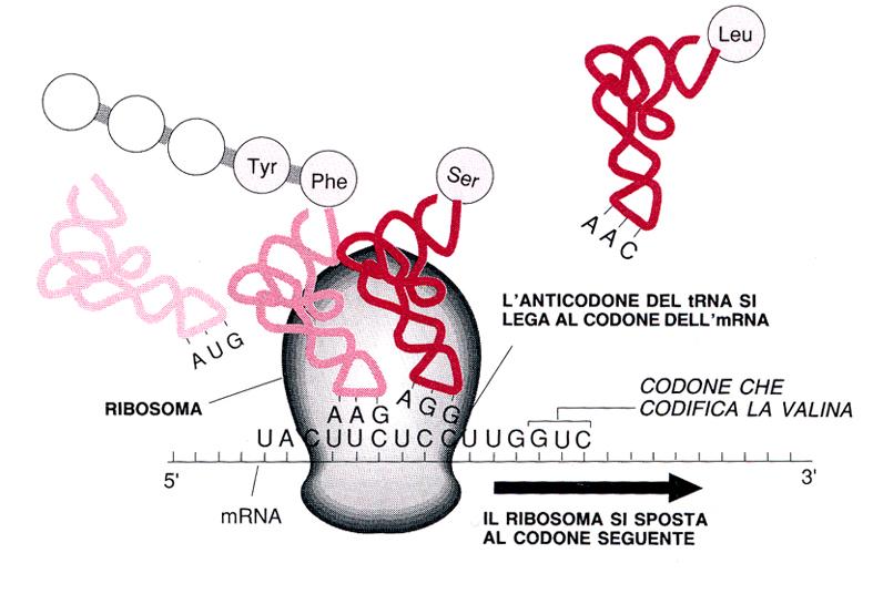 aminoacida Tyr-Phe-Ser-Leu-Val, utilizzando le molecole di trna e i loro