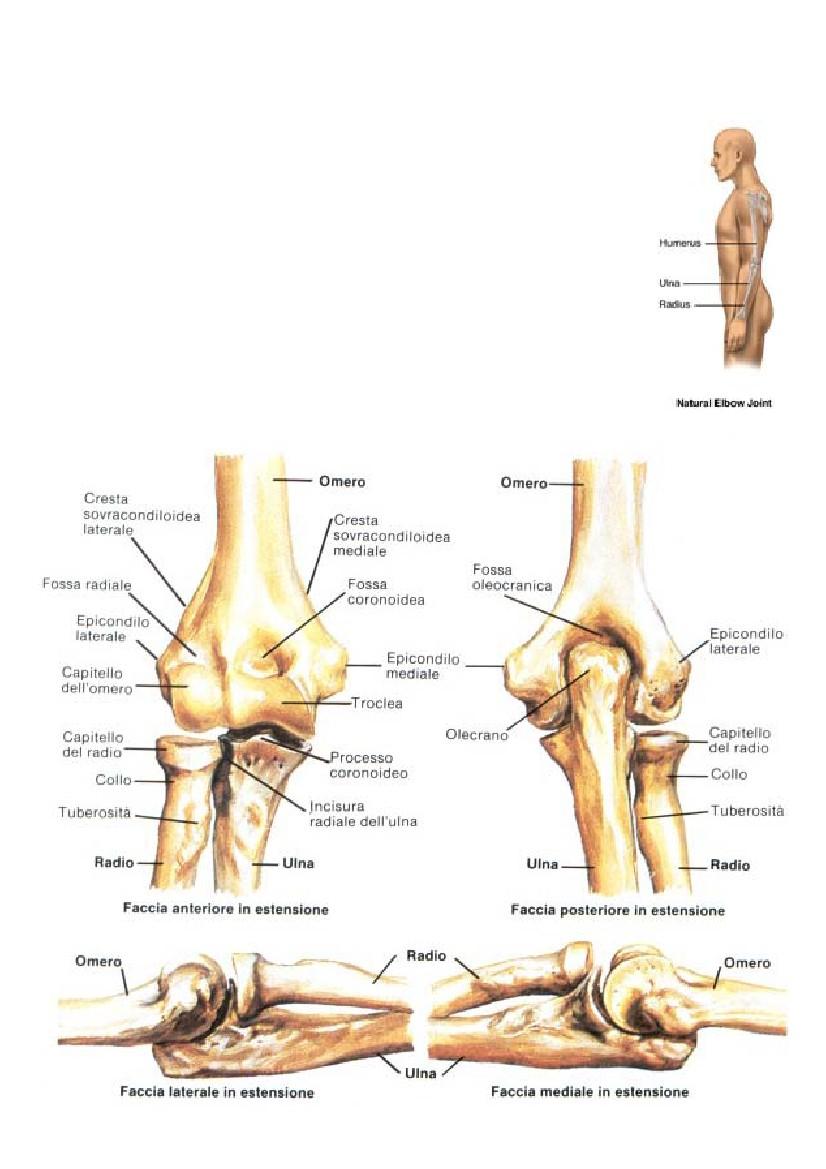www.fisiokinesiterapia.biz Protesi di Gomito Il gomito è un articolazione complessa costituita da tre ossa: omero ulna e radio. Tale articolazionecollegailbracciocon l avambraccio.