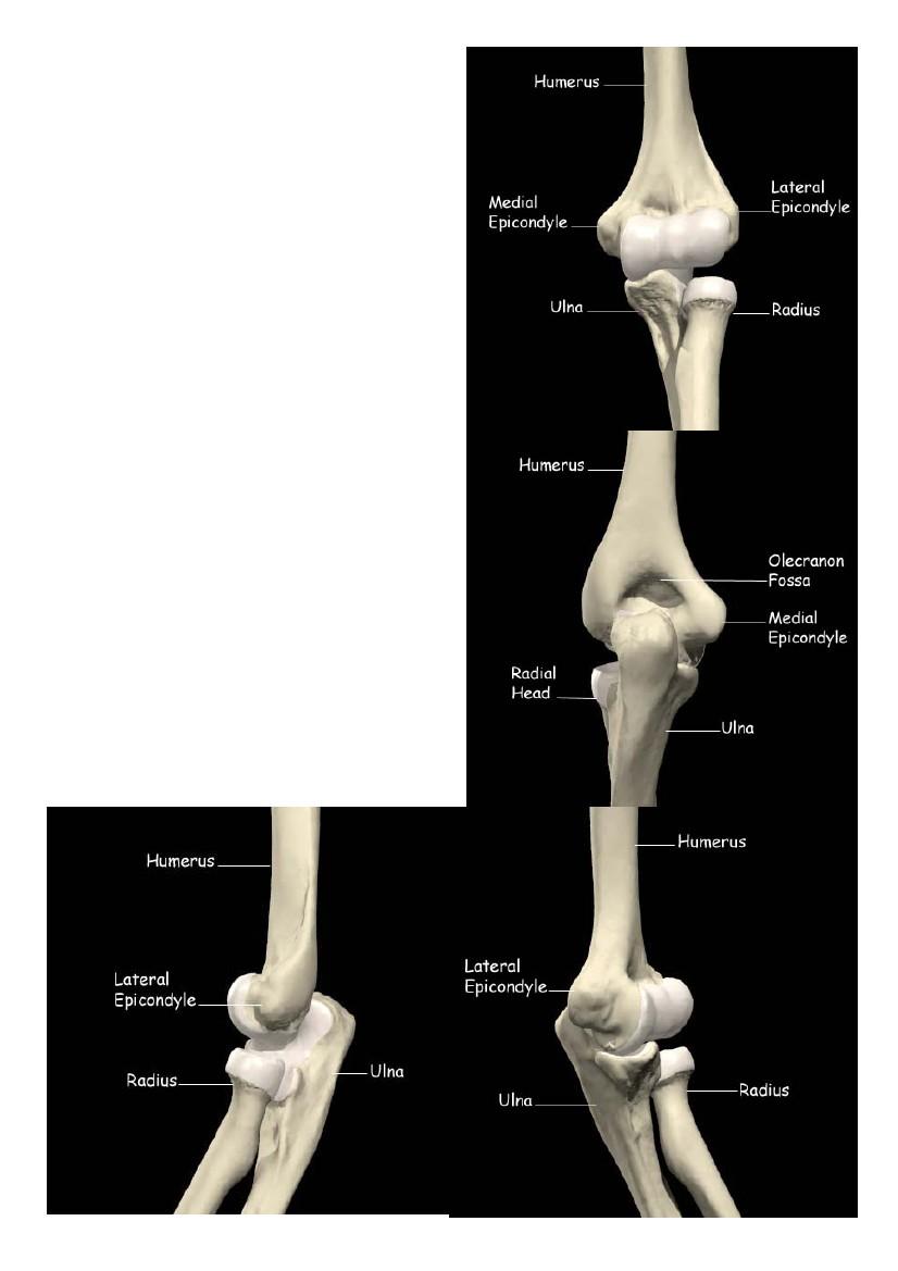 L'articolazione del gomito comprendelagiunzione omero-radiale, la giuntura omero-ulnare e la giuntura radio-ulnareprossimale, tutte comprese in un'unica