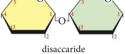 Le molecole di monosaccaride sono unite tra loro per condensazione.