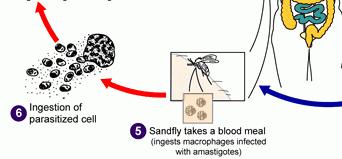 21 Ciclo biologico 5. L insetto vettore punge un ospite infetto e si ciba del suo sangue.