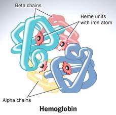 HBOC Sono strutturalmente identici all emoglobina e si fondano sulle capacità di essa di legare e rilasciare ossigeno Queste soluzioni sono prodotte estraendo l emoglobina l dal sangue umano scaduto,