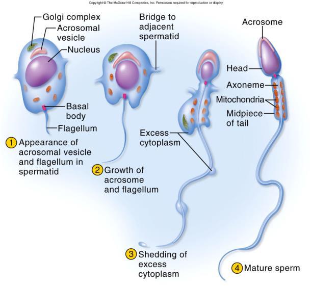 SPERMIOGENESIS: differenziamento da sperma2de a spermatozoo Nuclear condensation: thickening and reduction of the nuclear size, condensation of the nuclear contents into the smallest space.