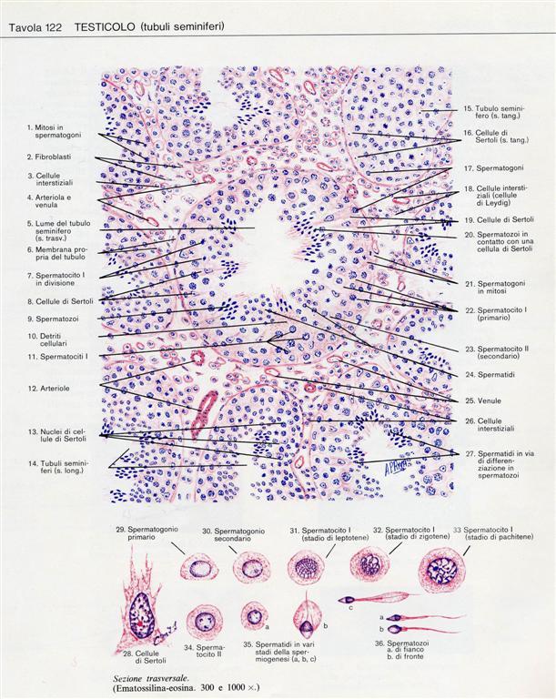 ISTOLOGIA del TESTICOLO CELLULE INTERSTIZIALI (Cellule di Leydig: funzione endocrina -