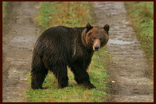 5 Giorno La Great Bear Rain Forest Oggi, altra splendida escursione (o incursione, se volete) nel Great Bear