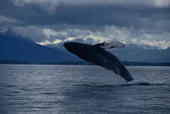 avvistare orche, balene e grizzly, esplorare piccole isole, insenature e minuscole baie, visitare gli