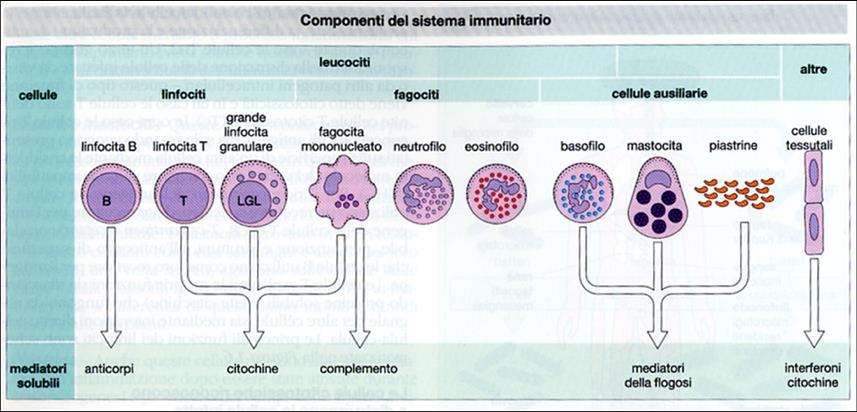 Componenti cellulari e solubili del sistema immunitario lymphocytes T NK leucocytes phagocytes monocyte others