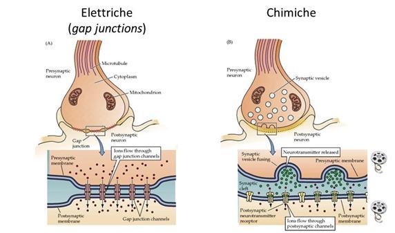 Col termine sinapsi si intende la connessione tra i neuroni o con altre cellule