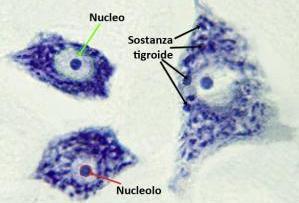 nei dendriti e nell assone, costituita dall aggregazione di microtubuli, filamenti intermedi e microfilamenti di actina la sostanza tigroide o