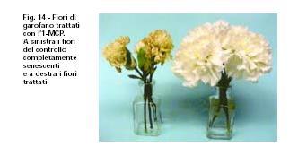 I fiori sensibili all etilene sono trattati con composti chimici che inibiscono la biosintesi oppure l azione dell ormone inhibitors of ethylene