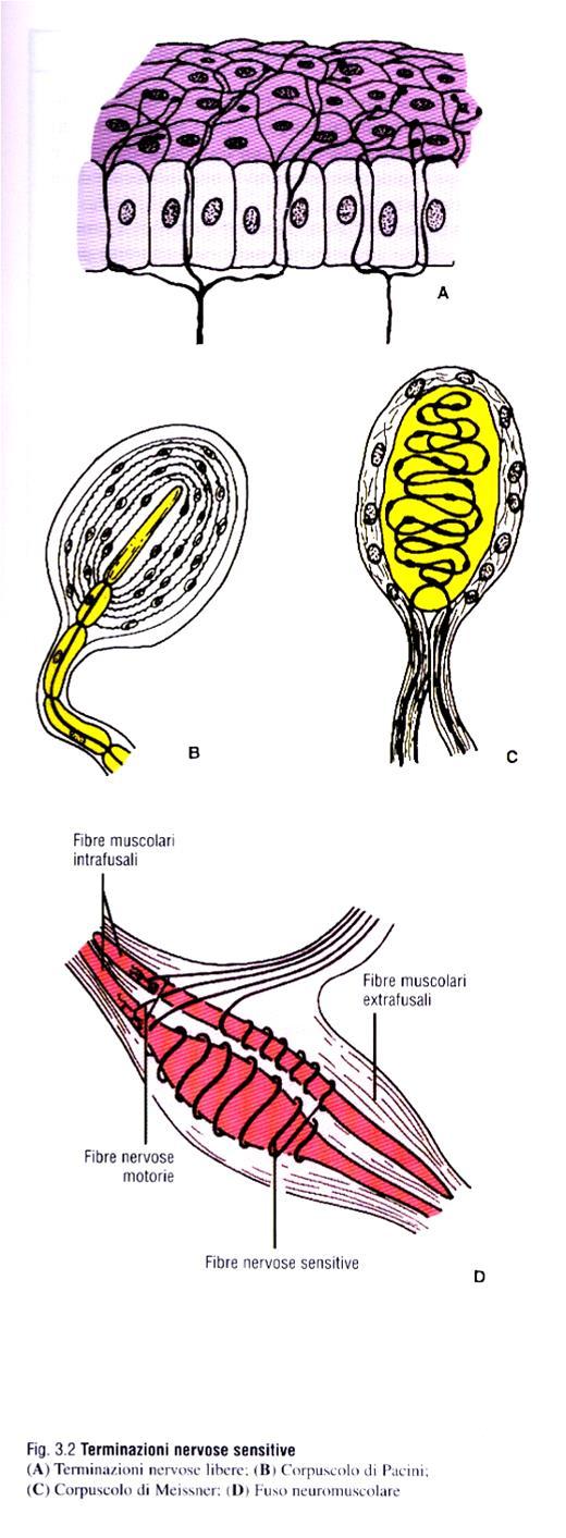 Recettori sensitivi (generali) Terminazioni nervose libere -epidermide, mucose, tendini, meningi - fibre amieliniche di piccolo calibro - recettori del dolore e del prurito (freddo?