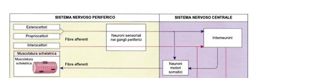 Terminazioni nervose sensitive enterocettive - ricchi plessi