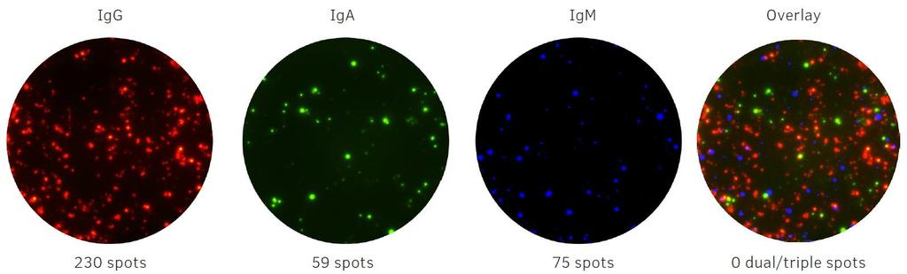 IFN-γ = FITC Cy3 =