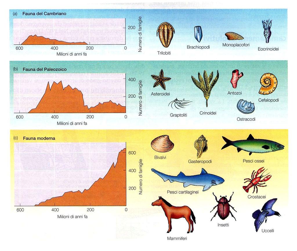 L evoluzione ha caratterizzato negli ultimi 600 milioni di anni la storia di tutte le forme viventi, dai fondali marini alle vette delle