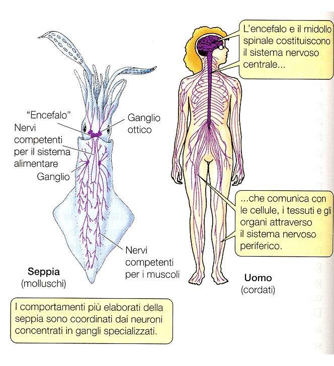 strutturali più organizzati, più complessi, più