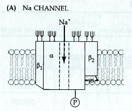 STRUTTURA CANALI SODIO DIPENDENTI DAL VOLTAGGIO I canali del sodio sono proteine eteromeriche, formate