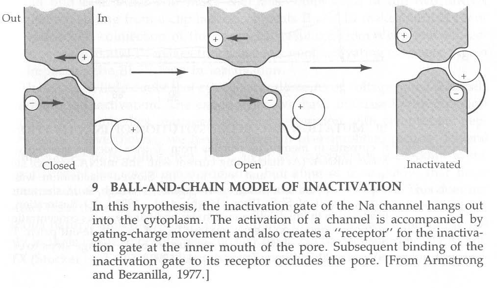 INATTIVAZIONE: IL MODELLO DEL BALL AND CHAIN La pronasi abolisce l inattivazione del canale senza modificare l