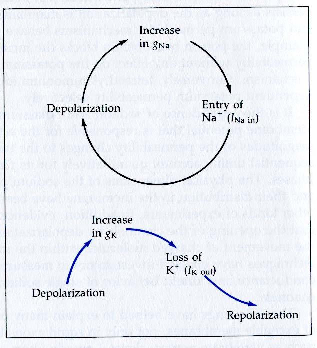 Cinetica delle variazioni di permeabilità al Na + L aumento di permeabilità al Na + ha le caratteristiche di un fenomeno a feedback positivo o autocatalitico.