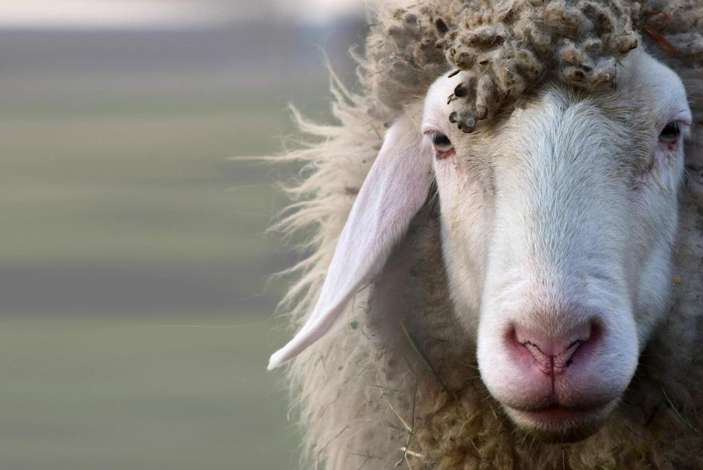 Fibre naturali: Lana La produzione di lana è, salvo rari casi, un prodotto secondario dell allevamento degli ovini.