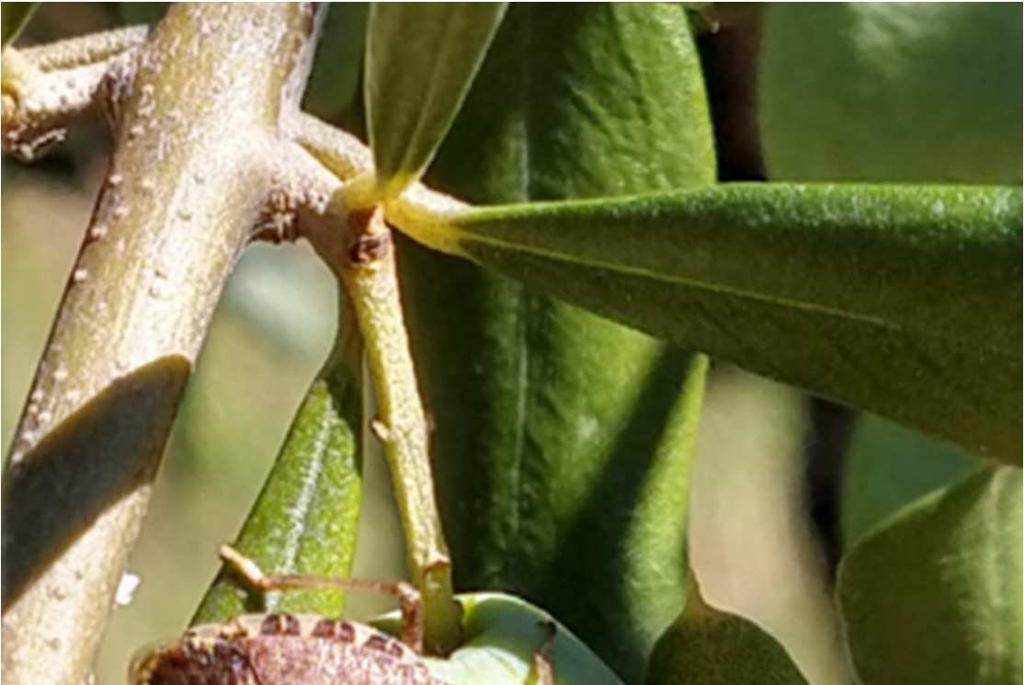 FENOLOGIA In tutti i comprensori regionali prosegue la fase fenologica di 2 accrescimento del frutto. In molti comprensori è iniziata la fase di invaiatura, in particolare sulle varietà toscane.