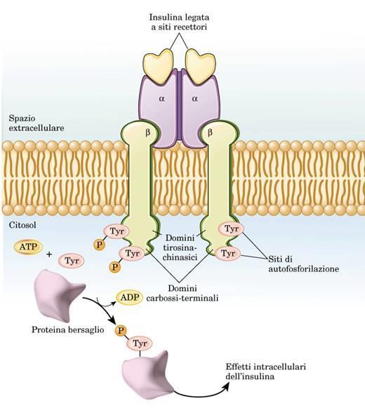 IRS-1 Recettore tirosin-chinasico dell INSULINA (INSR): formato da due dimeri che si associano in seguito al legame con l insulina e si autofosforilano.