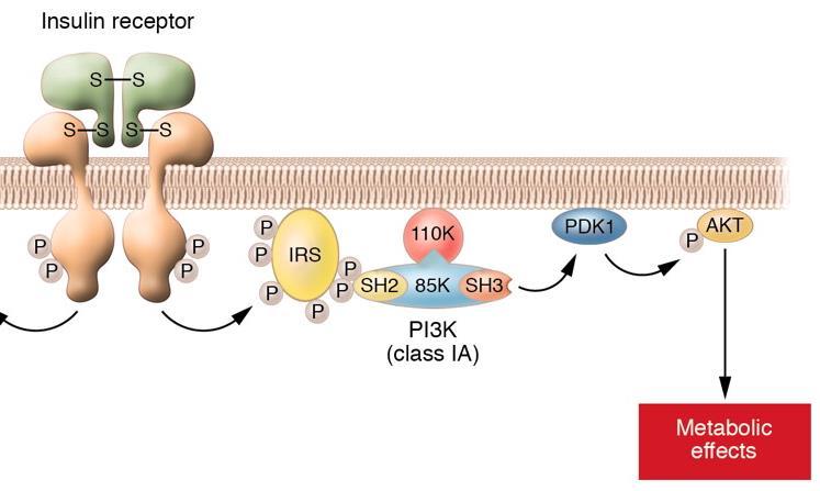 FOSFATIDIL-INOSITOLO 3 -CHINASI (PI3 -K): produce FOSFATIDIL-INOSITOLO 3,4,5-