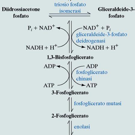 metabolici) Consumato 1 ATP (x2) BYPASS ALLA